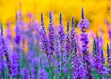 《卡牌RPG：迷雾战场》宣布5月23日发售 支持中文